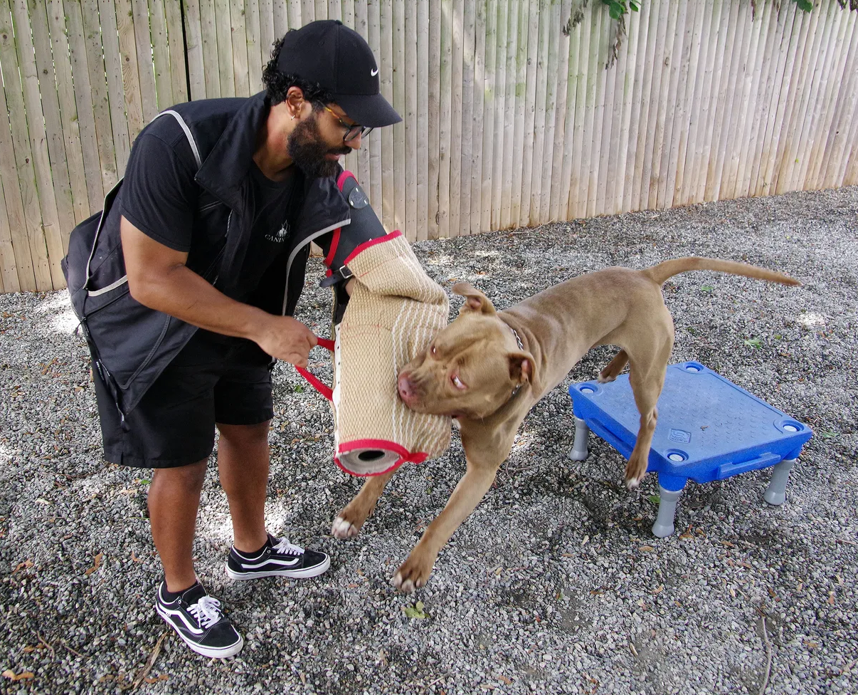 Dog Training Program in Taunton